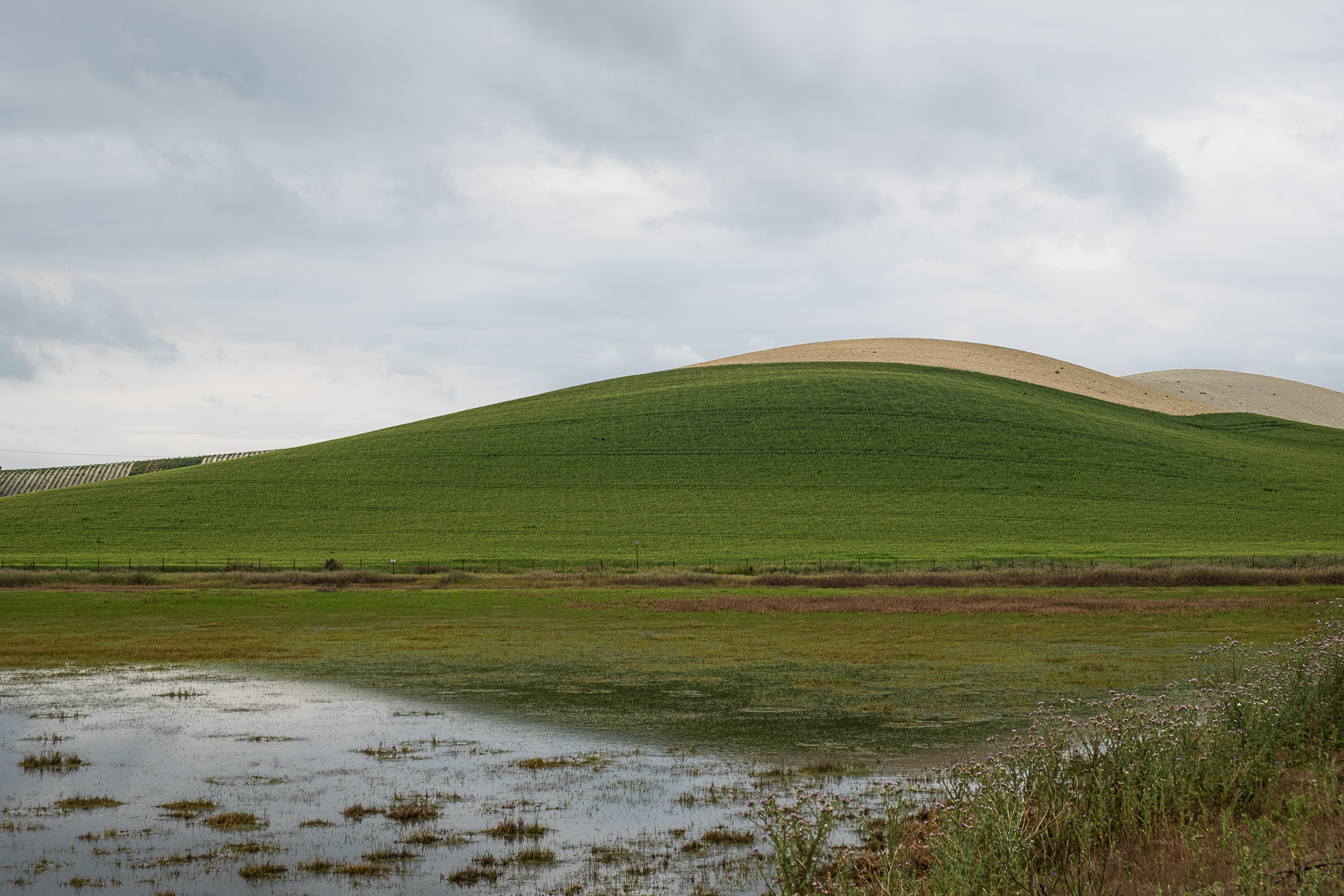 Klare Landschaftsbilder in grünen und beigen Tönen